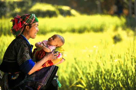 Ngắm mùa vàng Tây Bắc trong nắng thu